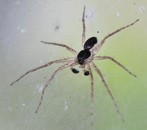 Philodromus dispar